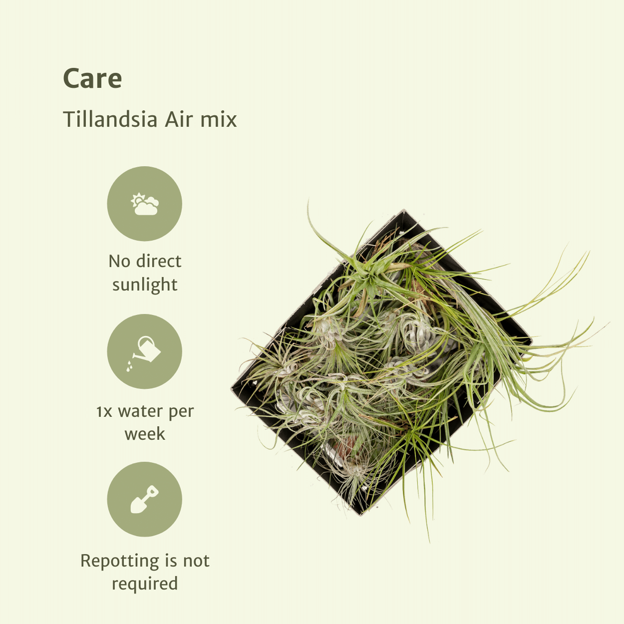 Tillandsia Air mix - 20 stuks - ↨6cm