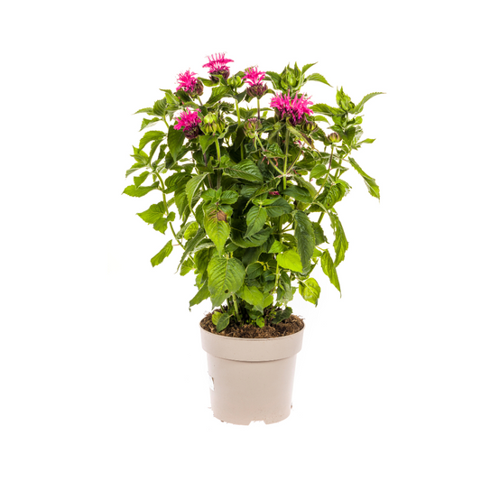 Monarda Didyma Pink - Bergamotplant - ↨45-60cm - Ø19cm