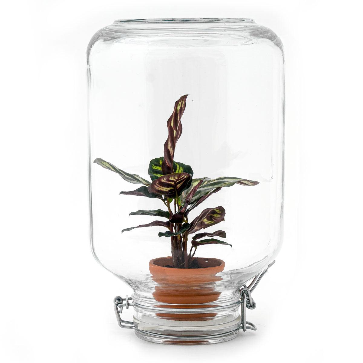Mini-ecoysteem - Calathea makoyana