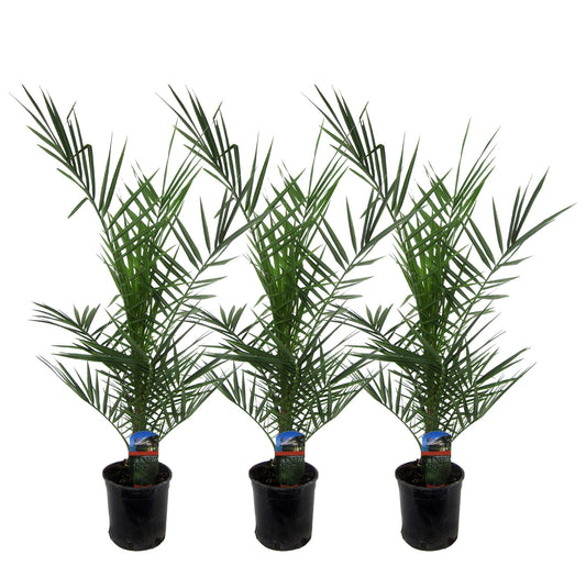 Phoenix Canariensis - 3 stuks - ↨80cm - Ø15cm
