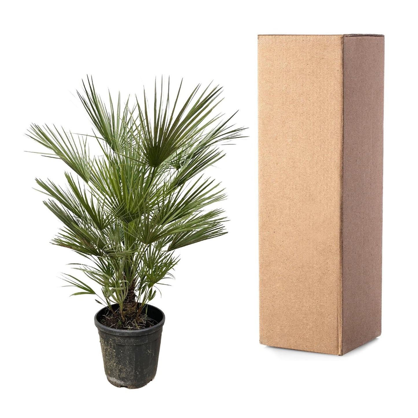Chamaerops Humilis - Europese dwergpalm - ↨150cm - Ø30cm
