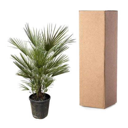 Chamaerops Humilis - Europese dwergpalm - ↨150cm - Ø30cm