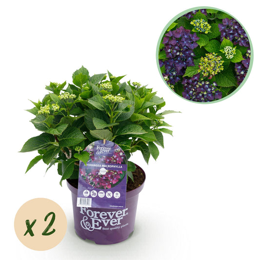 Hydrangea Forever & Ever - Paars - Hortensia - 2 Planten - ↨55cm - Ø23cm