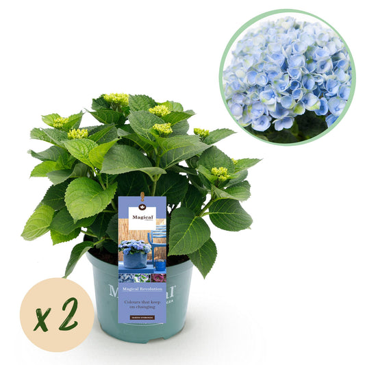 Hydrangea Magical Revolution Blue - Blauw - Hortensia - 2 Planten - ↨55cm - Ø23cm