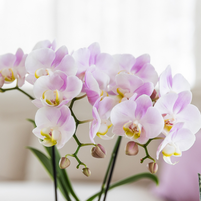 Roze orchidee Portugal + Malaga sierpot roze - Ø9cm