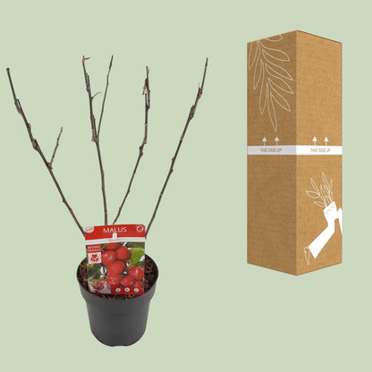 Malus 'Appletini' - Dwergappelboom - ↨10cm - Ø13cm