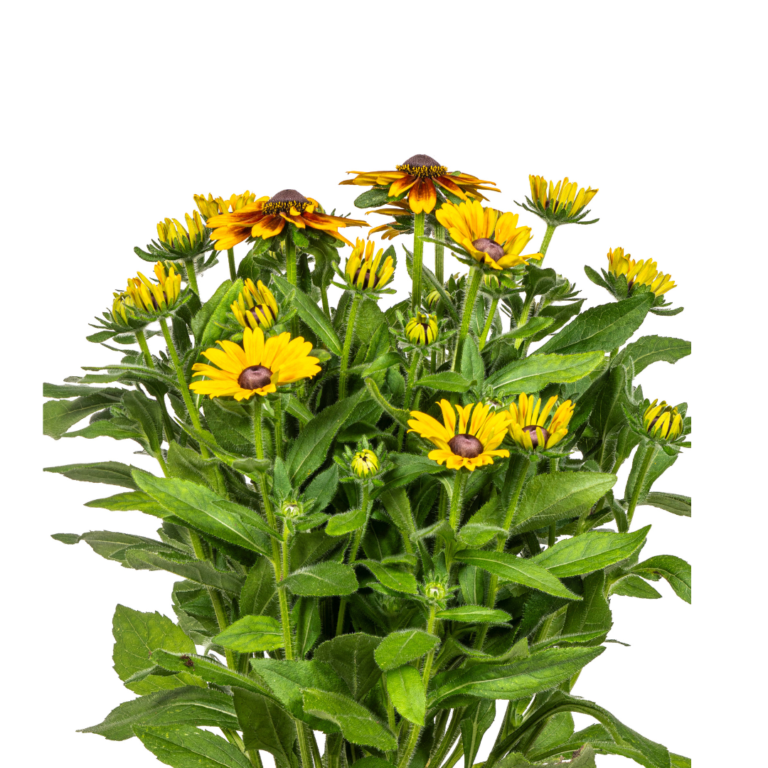Rudbeckia Summerina - Zonnehoed - ↨45-60cm - Ø19cm