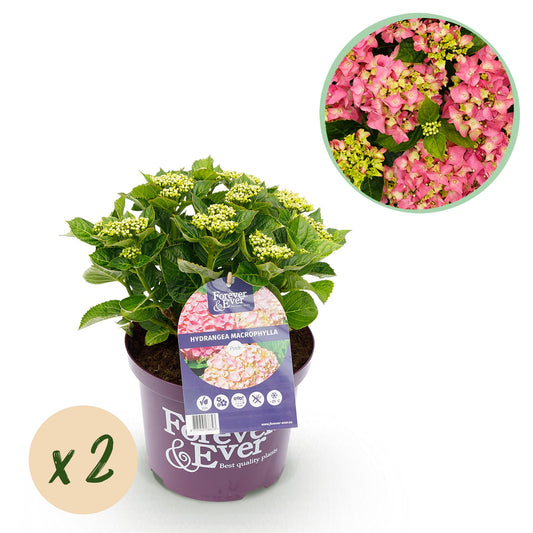 Hydrangea Forever & Ever - Hortensia - Roze - 2 Planten - ↨55cm - Ø23cm