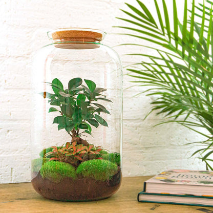 DIY terrarium - Sven Bonsai - ↨43cm - Ø23cm