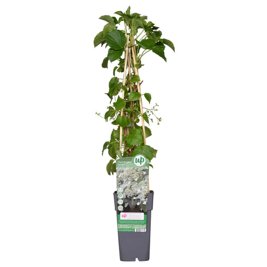 Hydrangea petiolaris - Klimhortensia - ↨65cm - Ø15cm