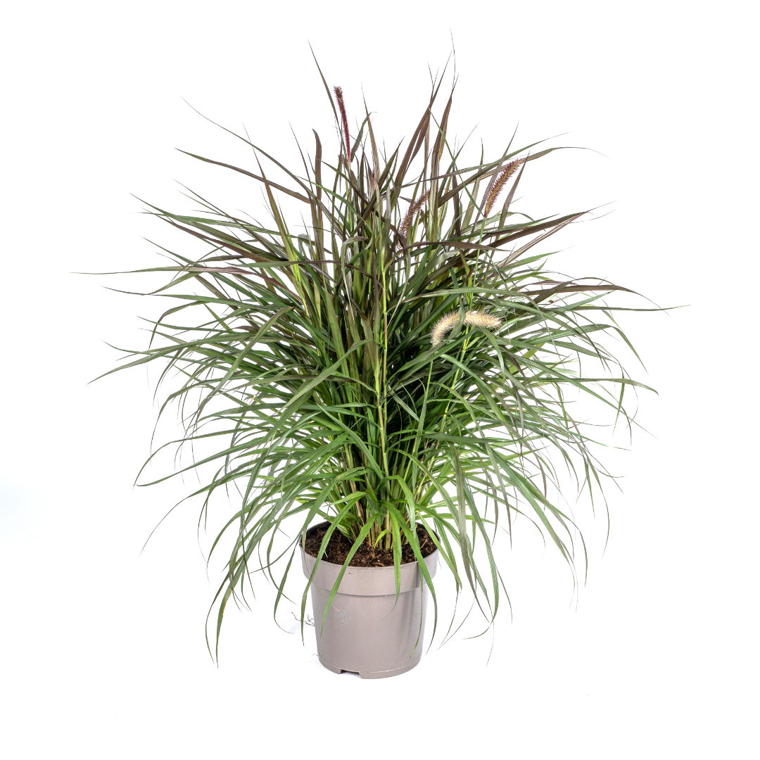 Pennisetum x Advena Chelsea - Siergrasplant - ↨70-80cm - Ø27cm