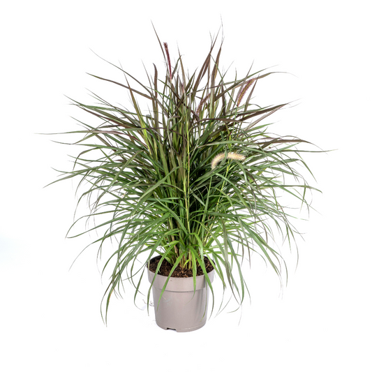 Pennisetum x Advena Chelsea - Siergrasplant - ↨70-80cm - Ø27cm