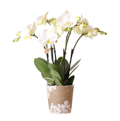 Witte Phalaenopsis orchidee - Jewel Ghent - Ø12cm