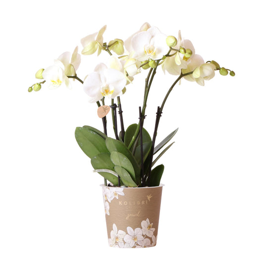 Witte Phalaenopsis orchidee - Jewel Ghent - Ø12cm