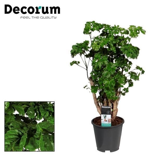 Polyscias Roble - ↨60cm - Ø17cm