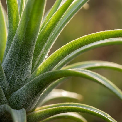 Tillandsia Luchtplant in Decor - ↨37cm - Ø14cm