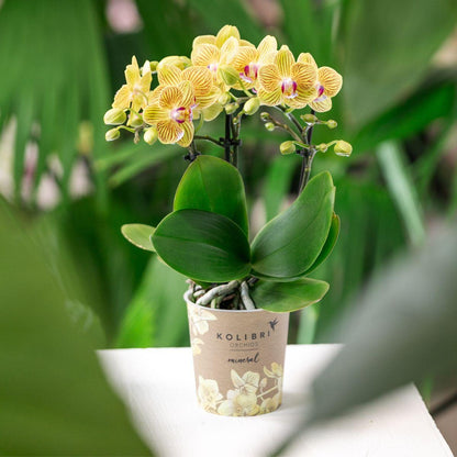 Gele Phalaenopsis orchidee - Lima - Ø9cm