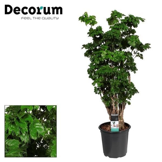 Polyscias Roble vertakt - ↨80cm - Ø21cm