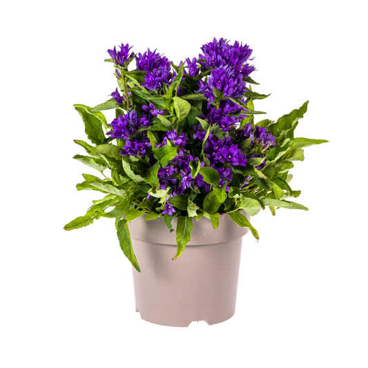 Campanula Glomerata Genti Blue - Klokjesbloem - ↨30-40cm - Ø19cm
