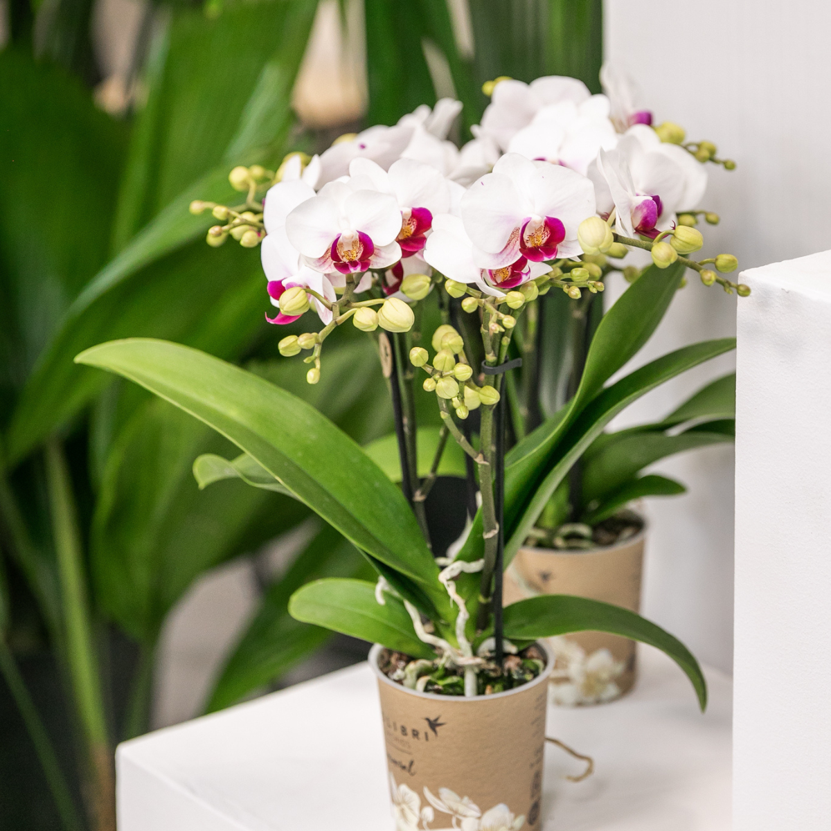 Witte Phalaenopsis orchidee - Mineral Gibraltar - Ø9cm