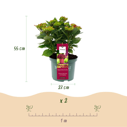 Hydrangea Magical Teusday & Saphire - Hortensia - Rood - 2 Planten - ↨55cm - Ø23cm