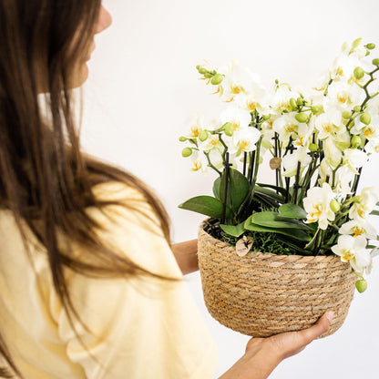 Witte Phalaenopsis orchidee - Lausanne- Ø12cm