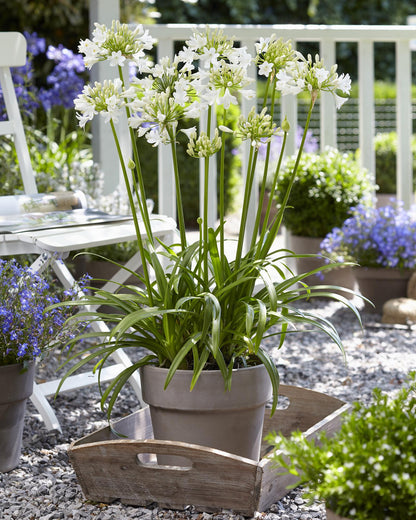 Agapanthus 'Ever White' - Afrikaanse lelie - ↨30cm - Ø19cm