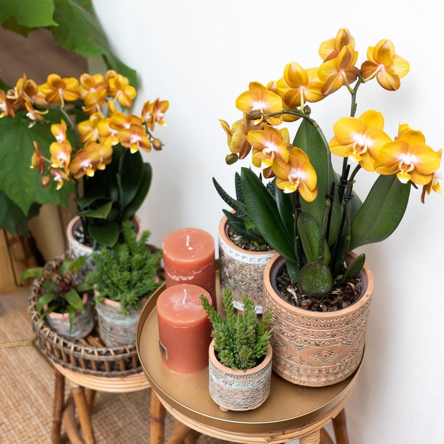 Oranje gouden Phalaenopsis orchidee - Jewel Las Vegas - Ø12cm