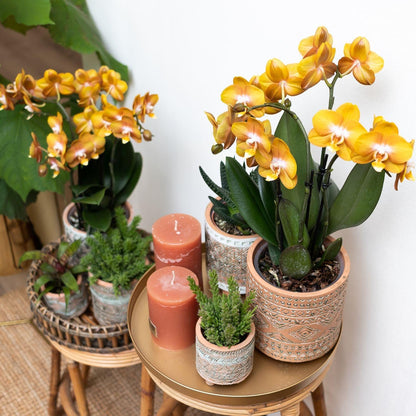 Oranje gouden Phalaenopsis orchidee - Jewel Las Vegas - Ø12cm
