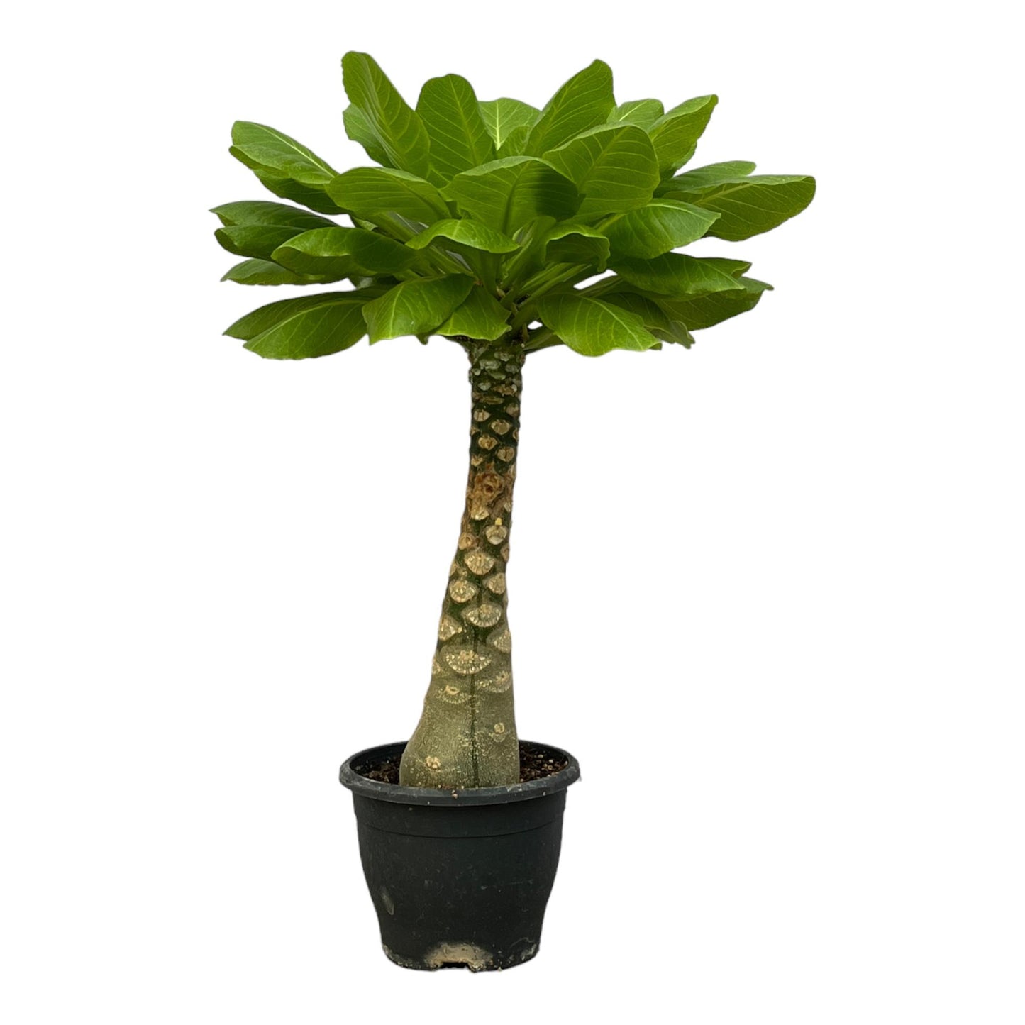 Brighamia Insignis - ↨25cm - Ø12cm