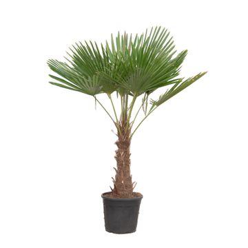 Trachycarpus Fortuneii - ↨180-200cm - Ø32-40cm