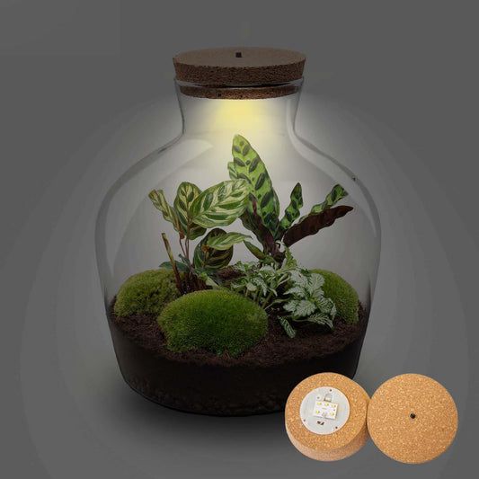 DIY terrarium - Fat Joe + LED - ↨30cm