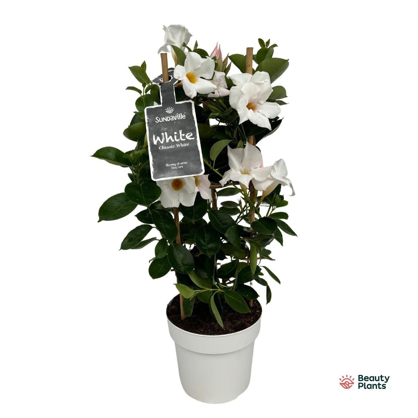 Mandevilla Sundaville - Dipladenia - Wit - ↨55cm - Ø17cm