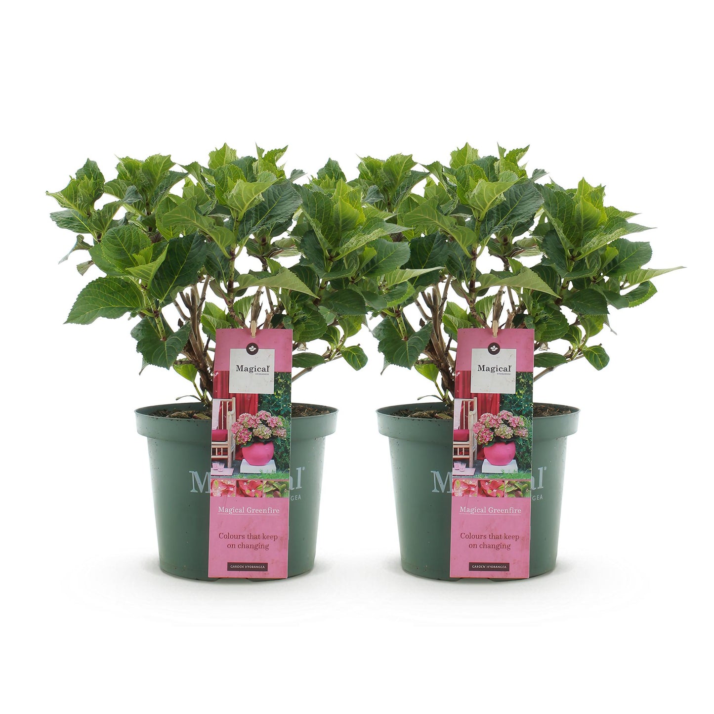 Hydrangea Magical Green Fire - Roze Groen - Hortensia - 2 Planten - ↨55cm - Ø23cm