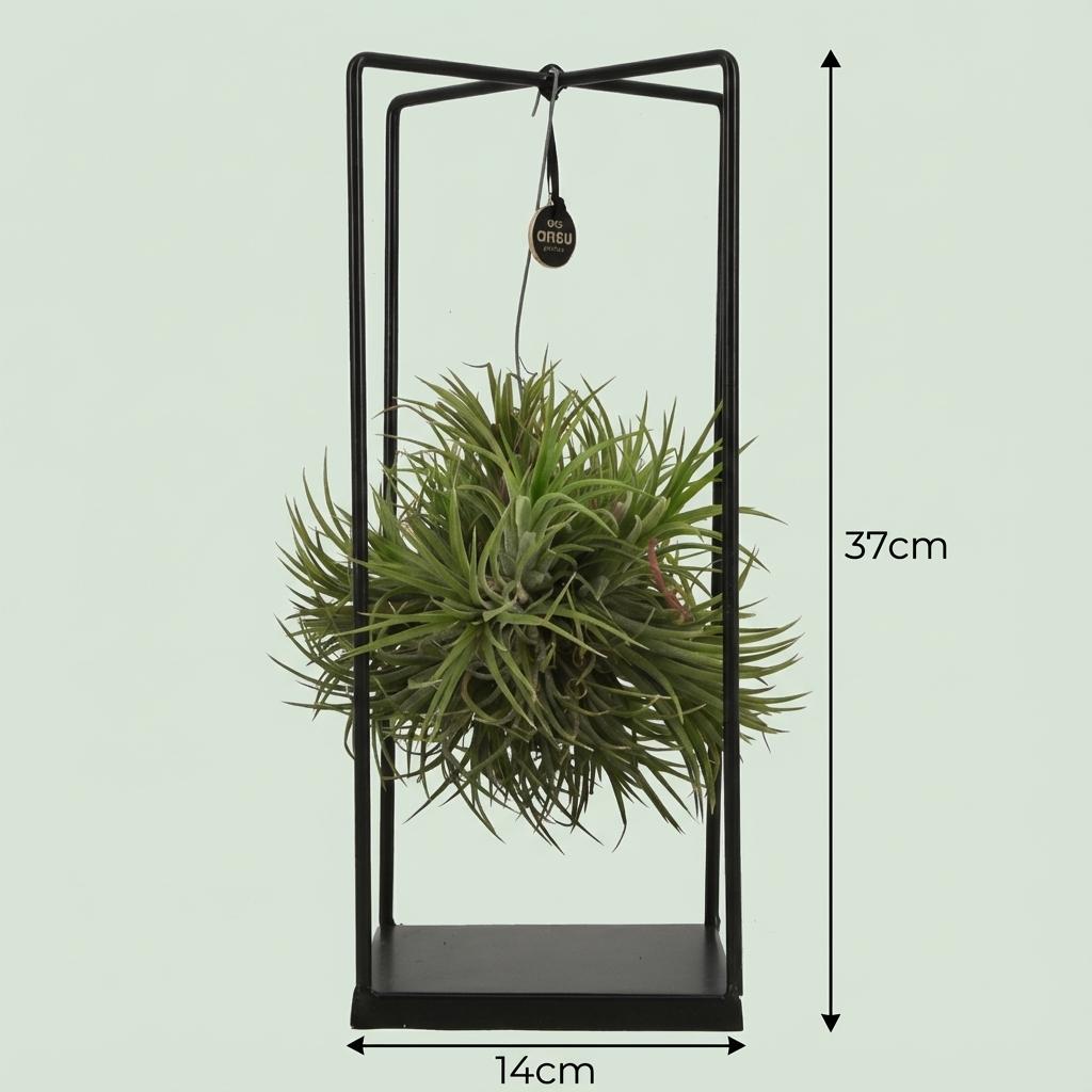 Tillandsia Luchtplant in Decor - ↨37cm - Ø14cm