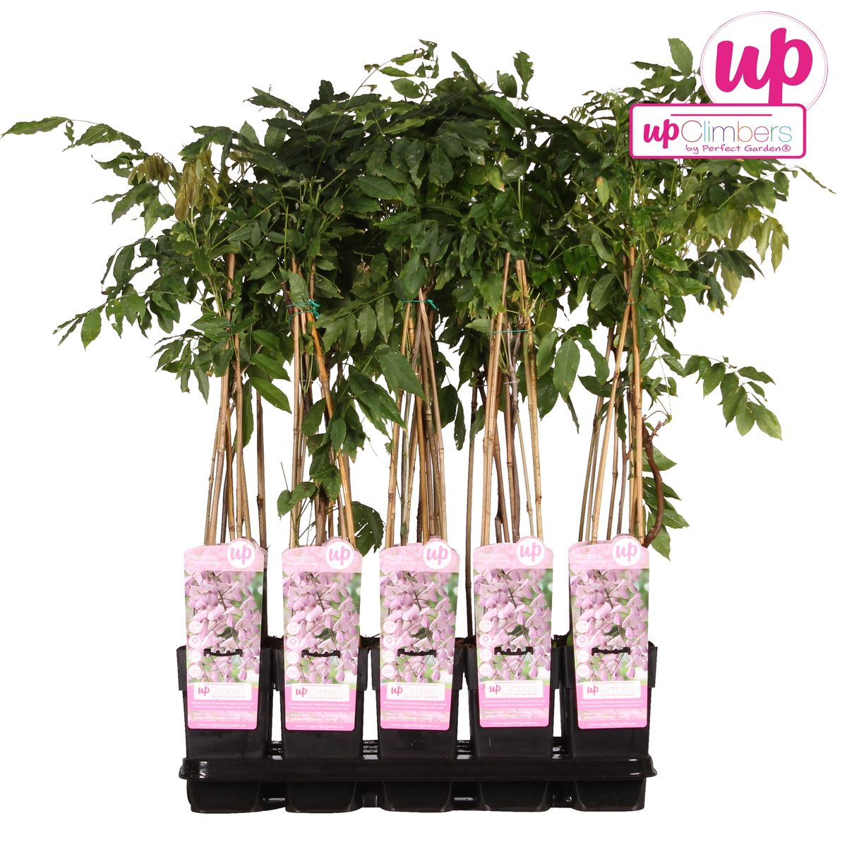 Wisteria floribunda 'Rosea' - Roze regen - ↨65cm - Ø15cm