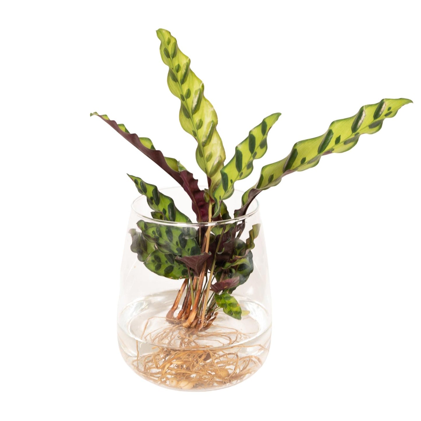 Calathea Insignis in Kingston glas - ↨30cm - Ø12cm