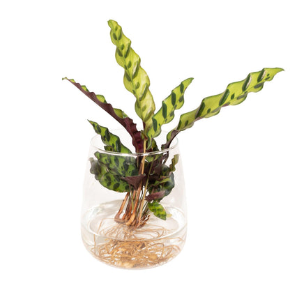 Calathea Insignis in Kingston glas - ↨30cm - Ø12cm