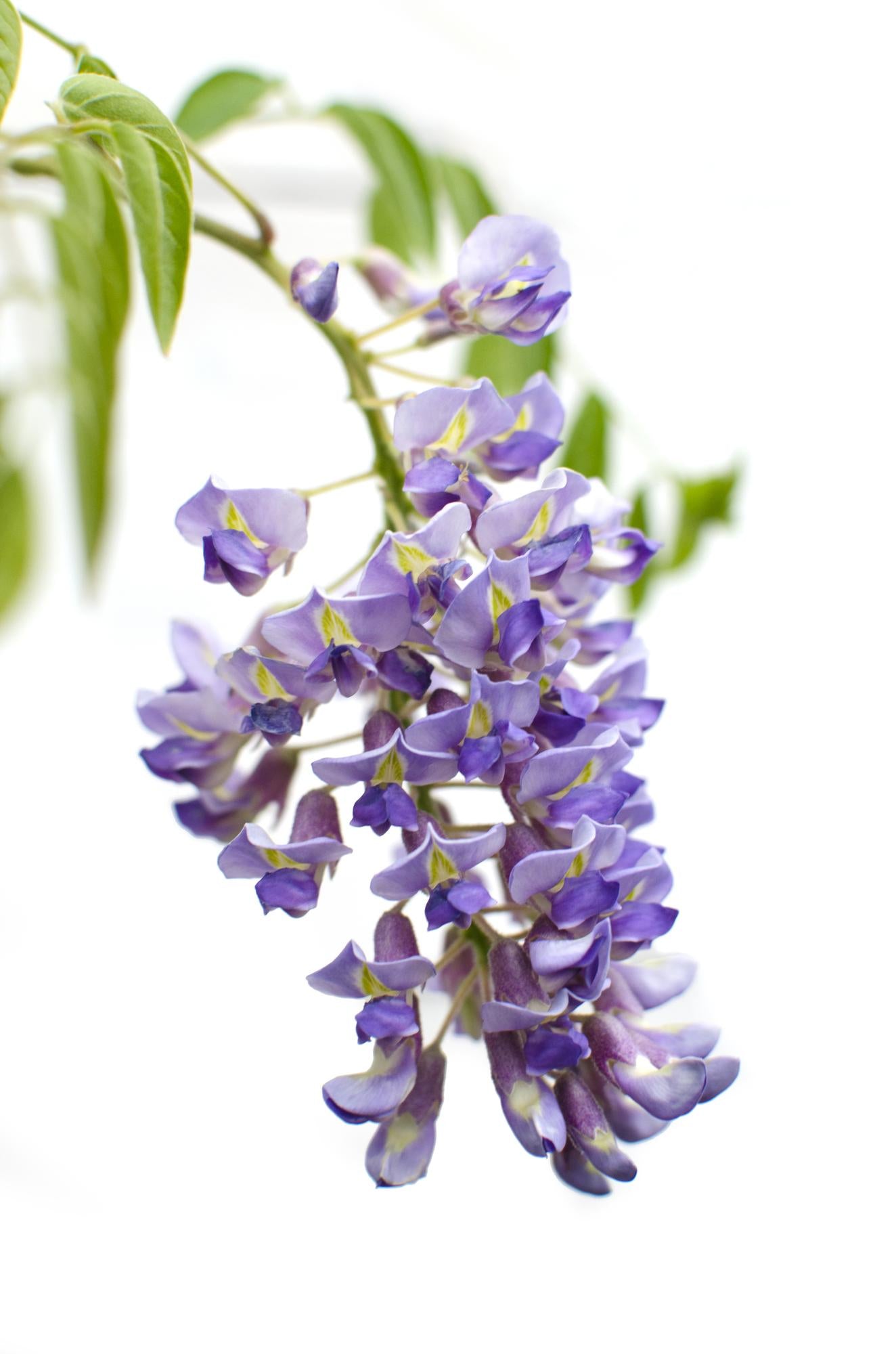 Wisteria sinensis 'Prolific' - Blauwe regen - ↨65cm - Ø15cm