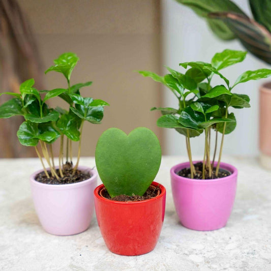 Mini plantenset Love - Hoya Kerrii & Coffea Arabica in roze en rode potten - Ø6cm