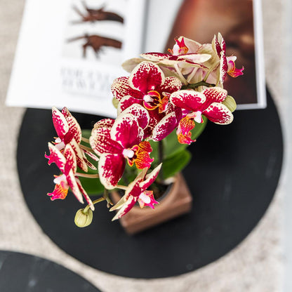 Geel rode phalaenopsis orchidee - Spain - Ø9cm