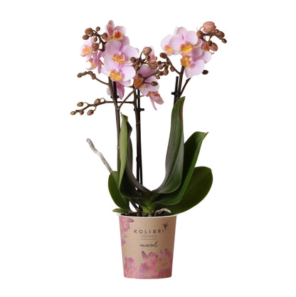 Roze phalaenopsis orchidee - Andorra - Ø9cm