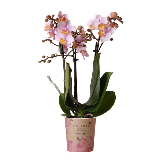 Roze phalaenopsis orchidee - Andorra - Ø9cm