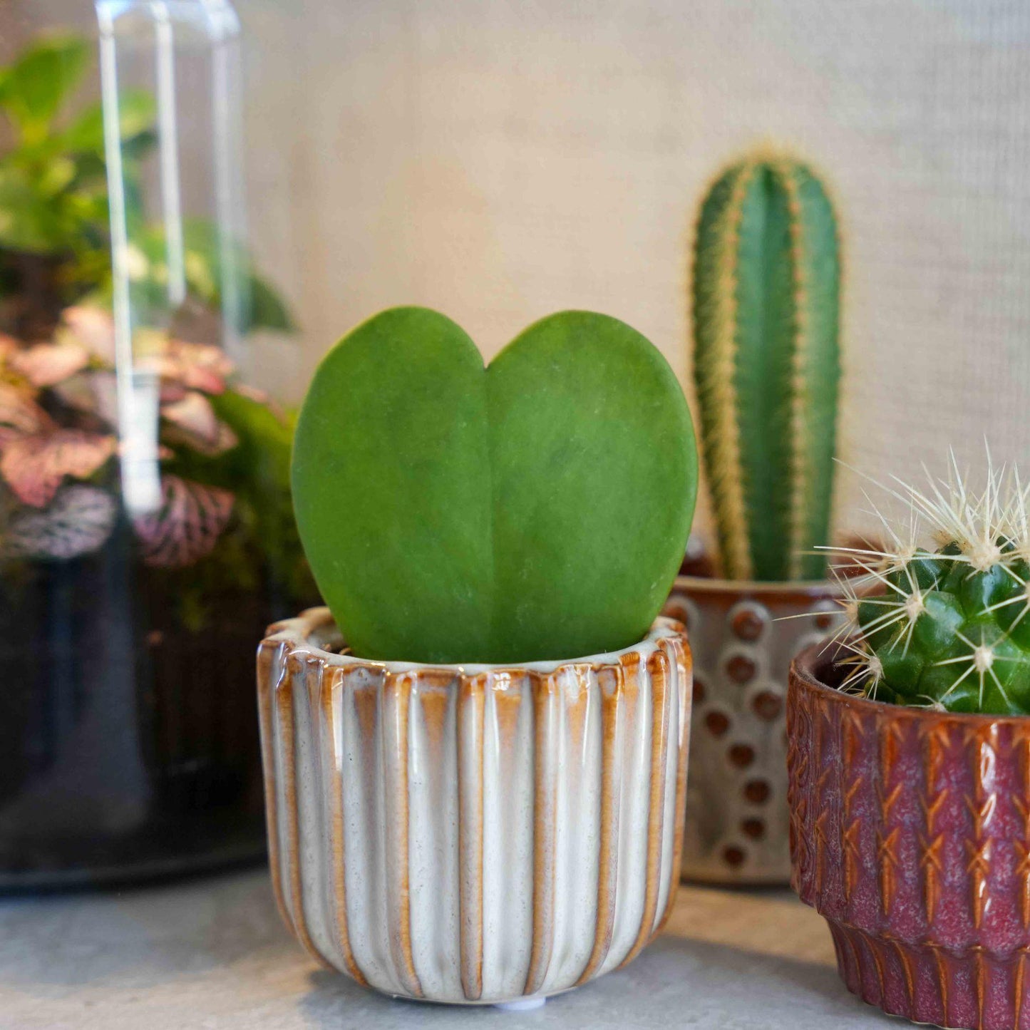 Love cadeauset met hartjesplant - Pot, Kaart & Cadeautasje