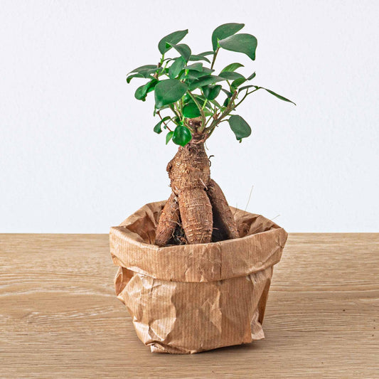 Ficus Ginseng bonsai - Microcarpa - Ø6 cm