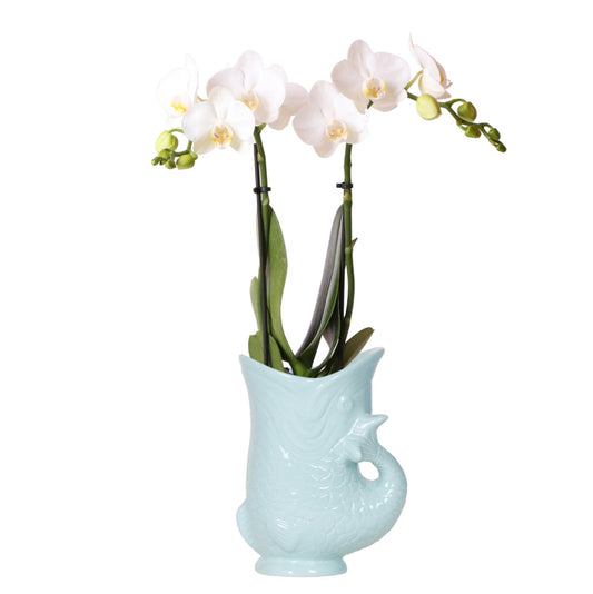 Witte Phalaenopsis orchidee - Amabilis incl. Fish pot turqoise - Ø9cm