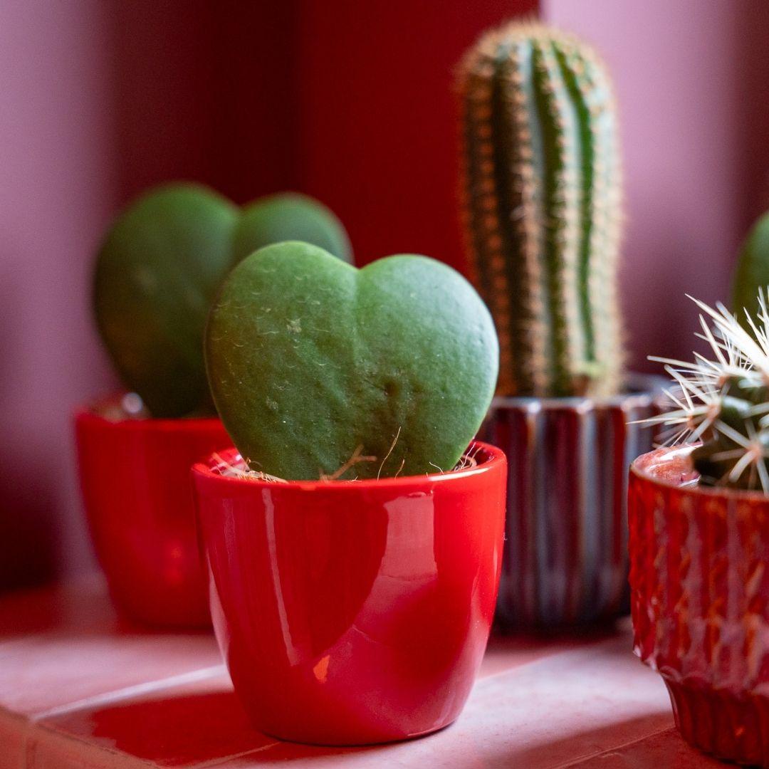 Hoya Kerrii set van 3 in roze & rode mini potten | Hartjesplant - Ø6cm