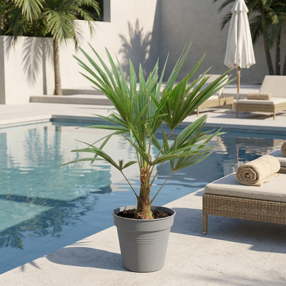 Trachycarpus Fortunei - ↨85-100cm - Ø21cm