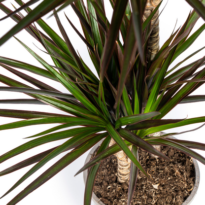 Dracaena Marginata Magenta - ↨70-90cm - Ø19cm
