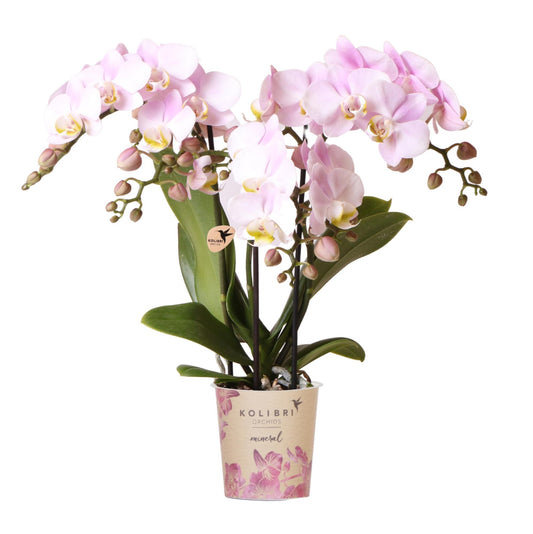Roze phalaenopsis orchidee - Portugal - Ø9cm